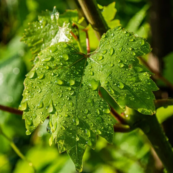 Ноты в ароматах