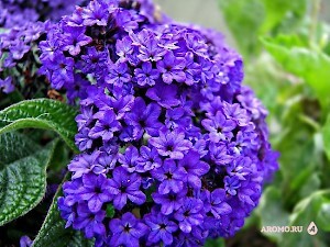 Мои любимые ароматы  с гелиотропом