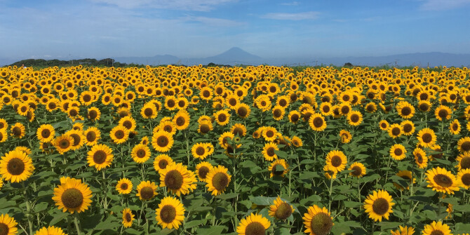 Новое за неделю: подсолнухи, сандал и разнотравье