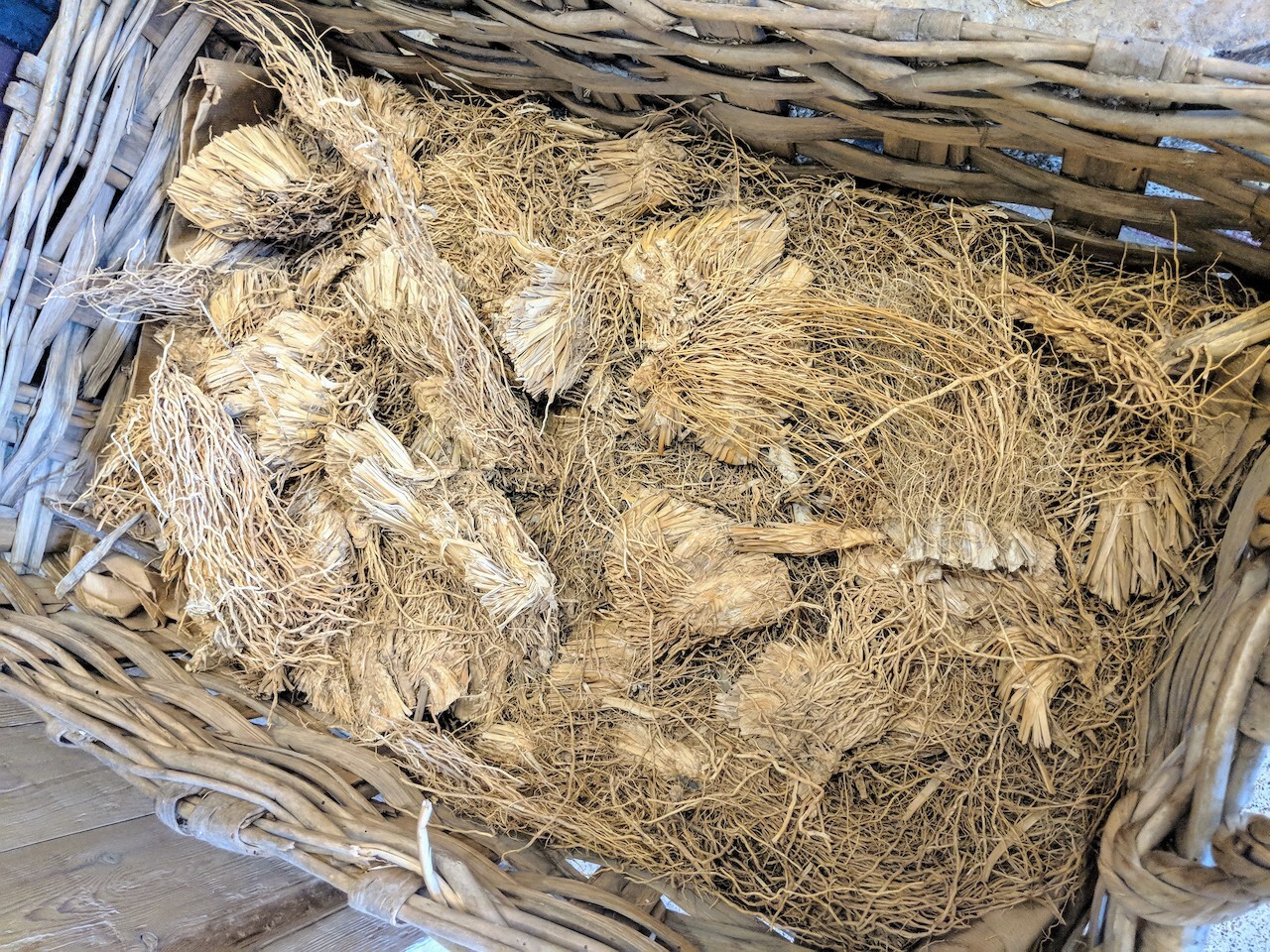 Корни ветивера