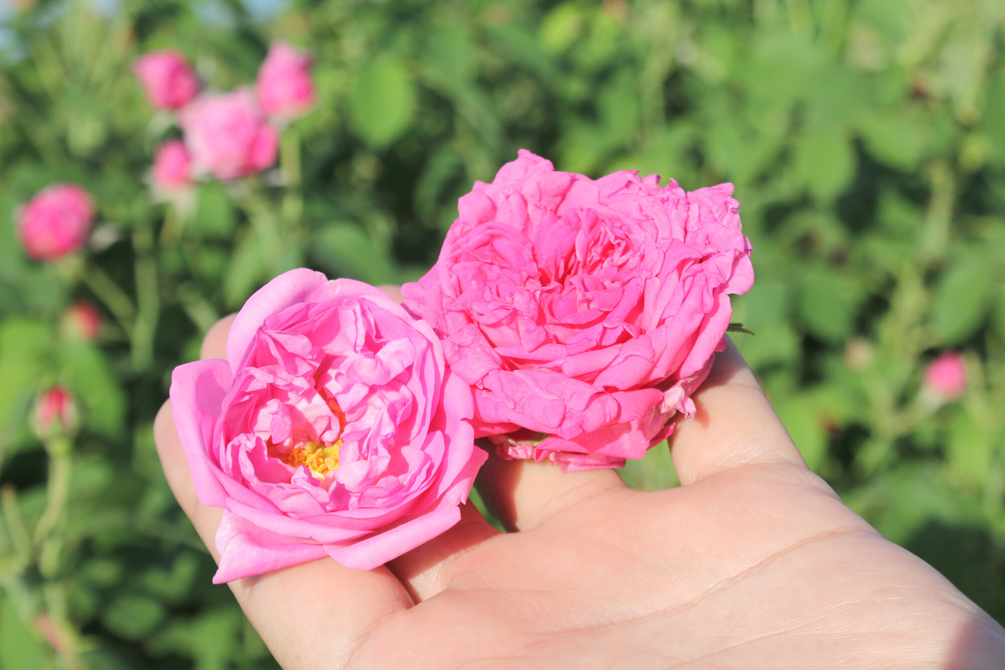 Сентифолия и дамасцена на плантации в Азербайджане Сентифолия и дамасцена на плантации в Азербайджане