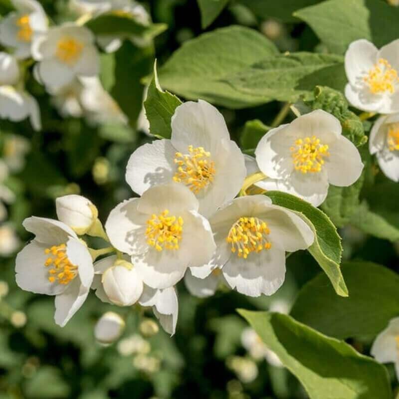 Жасмин и чубушник: Savour выпустили Mock Orange Жасмин и чубушник: Savour выпустили Mock Orange