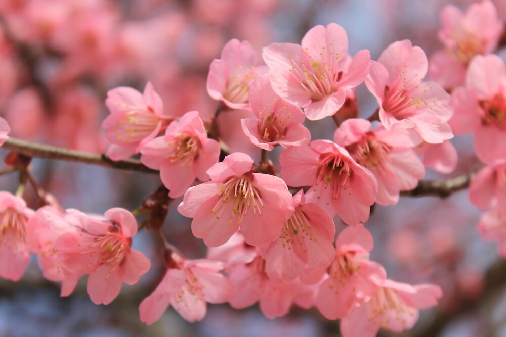 Британский нишевый бренд Ormonde Jayne выпустит Sakura Британский нишевый бренд Ormonde Jayne выпустит Sakura