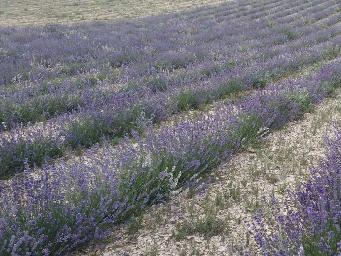 L`Occitane en Provence выпустили аромат с экстрактом белой лаванды L`Occitane en Provence выпустили аромат с экстрактом белой лаванды