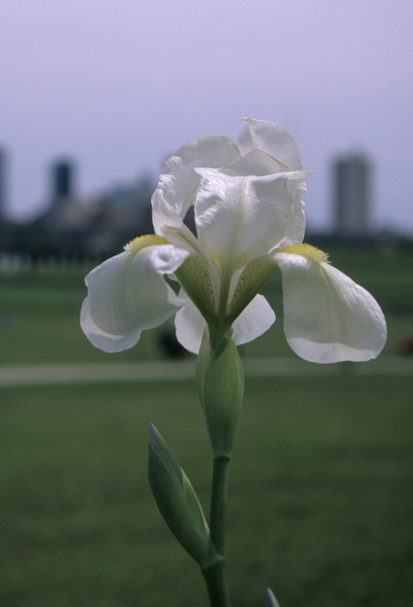 Белый мускус ирис. Large White Iris цветок. Ирис Swivel Hips. Молочный Ирис белый кролик. Белый Ирис значение цветка фото.