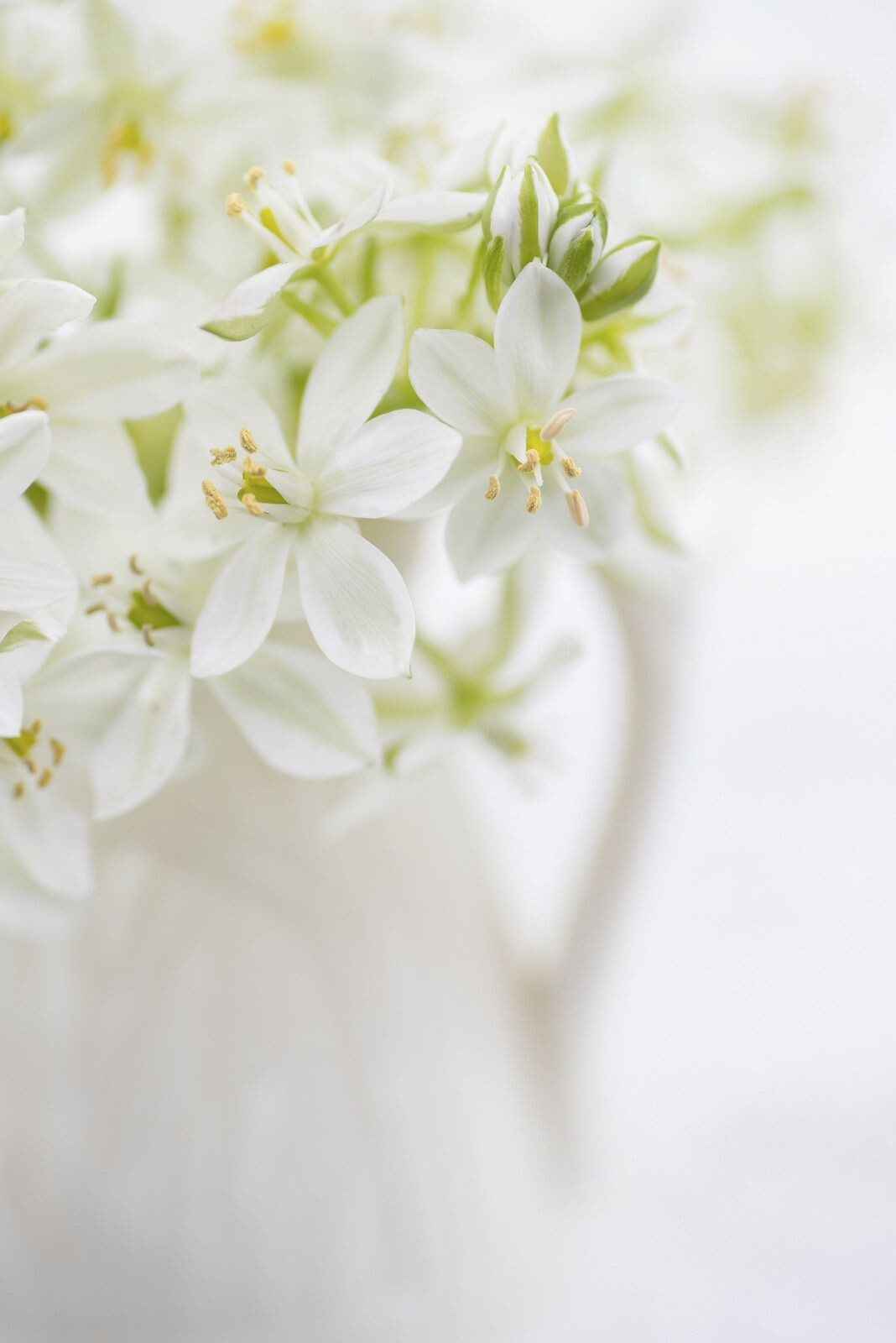 Creed выпускают новую версию цветочного аромата Fleurissimo Creed выпускают новую версию цветочного аромата Fleurissimo