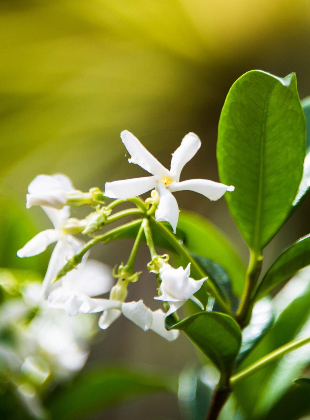 Lanvin пополнили коллекцию Les Fleurs ароматом Sweet Jasmine