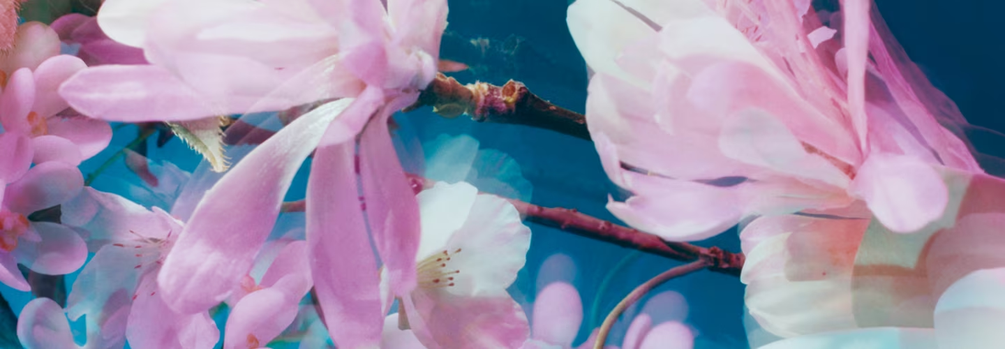 Jo Malone показали четыре весенних аромата из коллекции Blossom Jo Malone показали четыре весенних аромата из коллекции Blossom