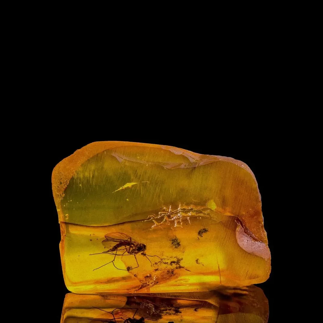 Балтийский берег: D.S. & Durga выпустили 40 Million Year Old Amber Балтийский берег: D.S. & Durga выпустили 40 Million Year Old Amber