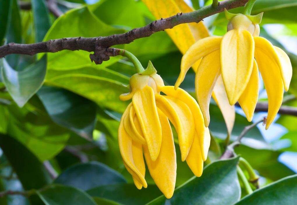 Prada выпустили ароматы Infusion d'Ylang и Infusion de Vanille Prada выпустили ароматы Infusion d'Ylang и Infusion de Vanille