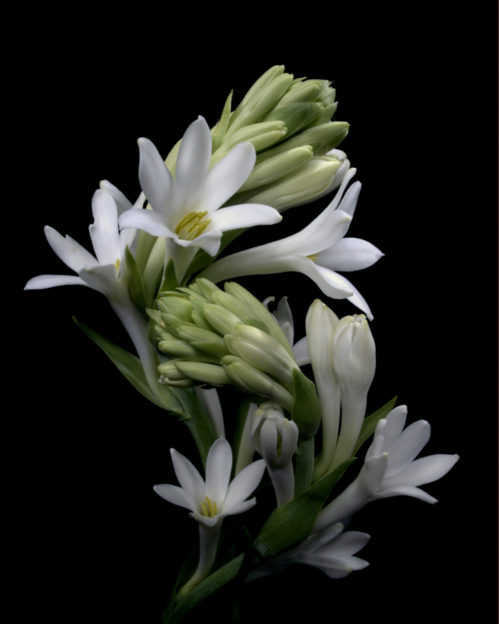 Wild Tuberose и Imperial Malt — новые ароматы от греческого нишевого бренда Manos Gerakinis Wild Tuberose и Imperial Malt — новые ароматы от греческого нишевого бренда Manos Gerakinis