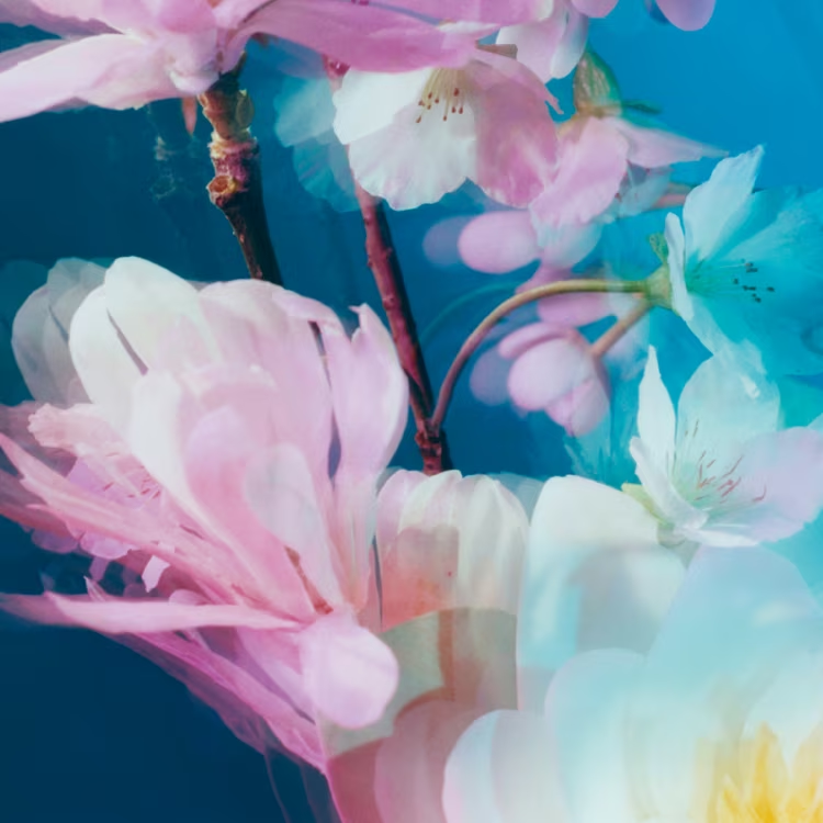 Jo Malone показали четыре весенних аромата из коллекции Blossom Jo Malone показали четыре весенних аромата из коллекции Blossom