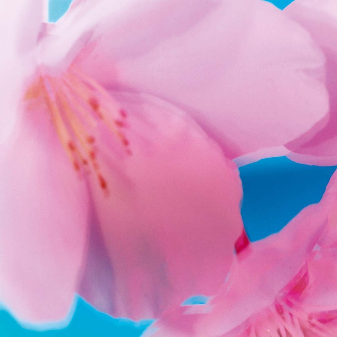 Jo Malone показали четыре весенних аромата из коллекции Blossom Jo Malone показали четыре весенних аромата из коллекции Blossom